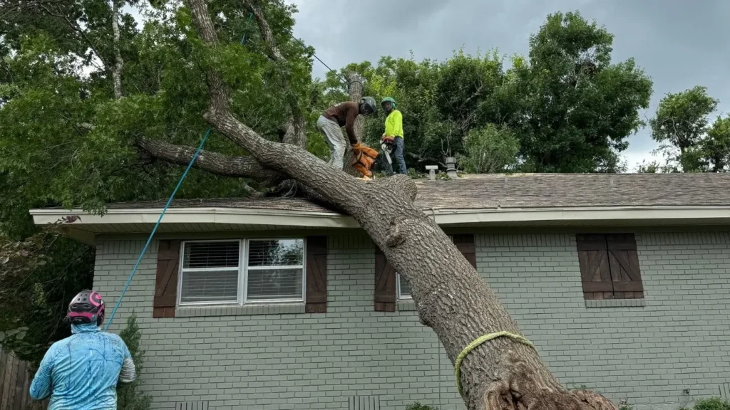 Chuys-tree-service-1 chuys tree services 4