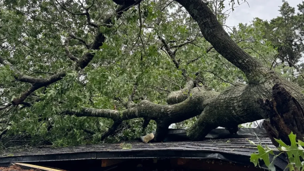 Chuys-tree-service-2 chuys tree services 5