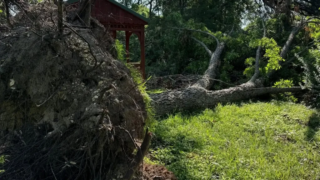 Chuys-tree-service-4 chuys tree services 4