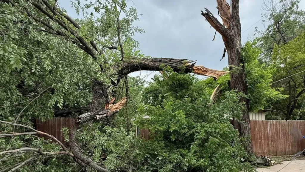 Chuys-tree-service-5 chuys tree services 5