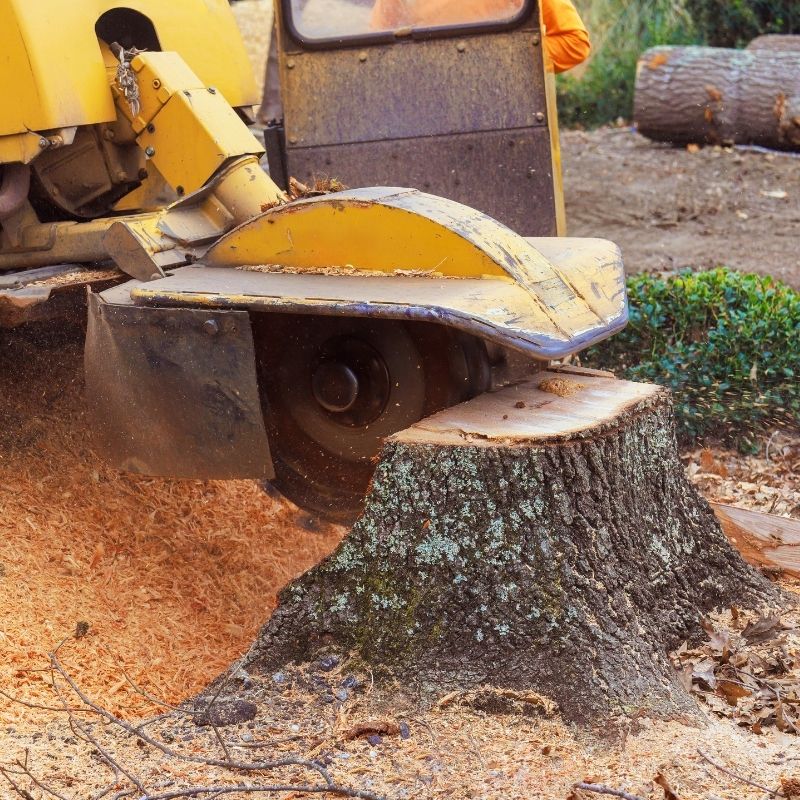 chuystreeservice faqs stump grinding
