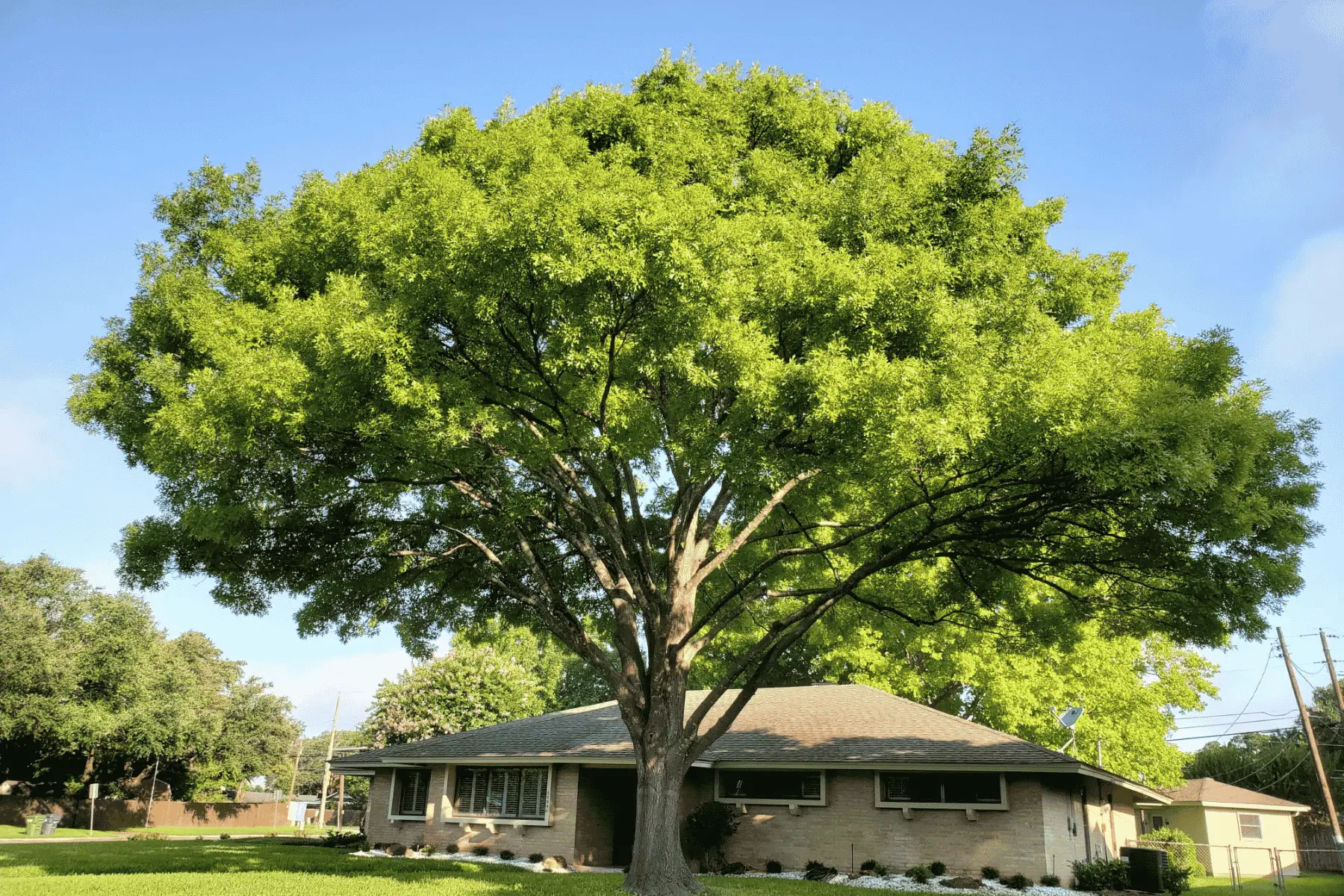 chuys tree services trimming after 1