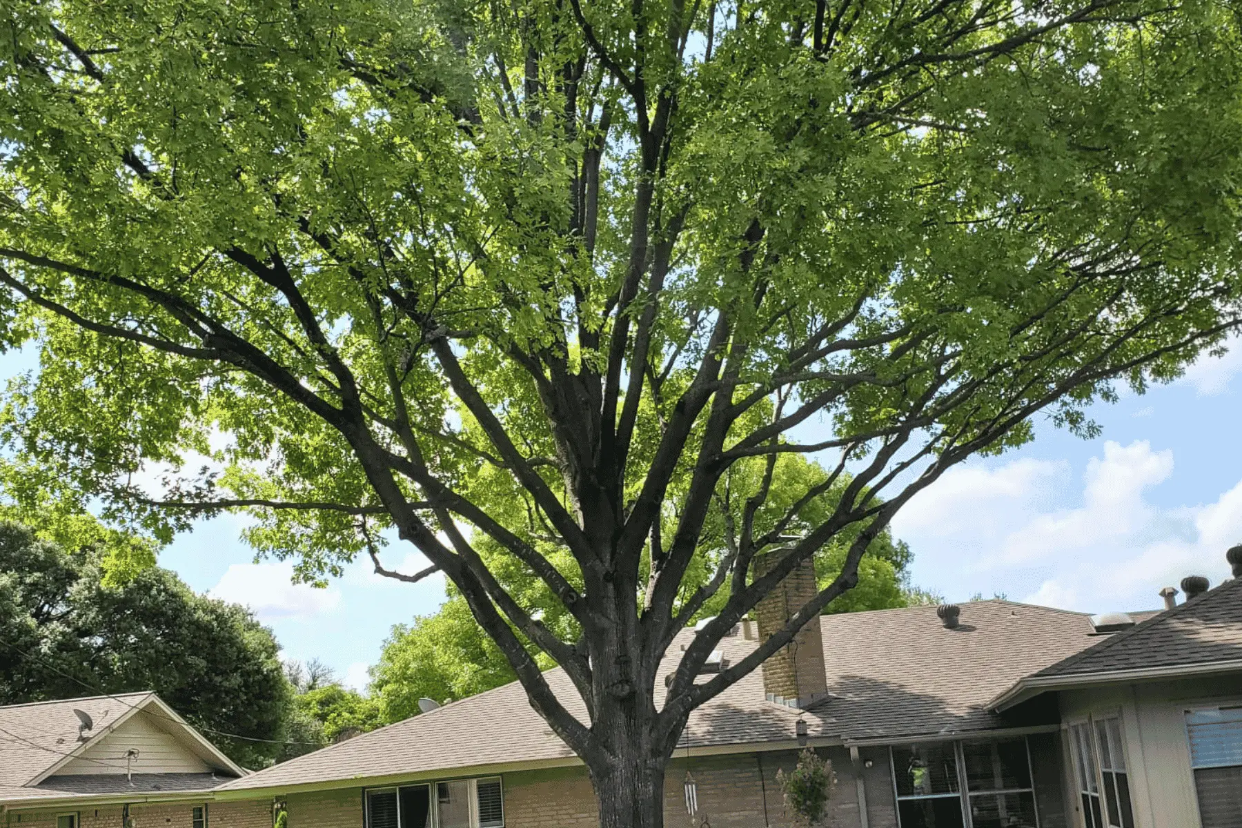 chuys tree services trimming after 2