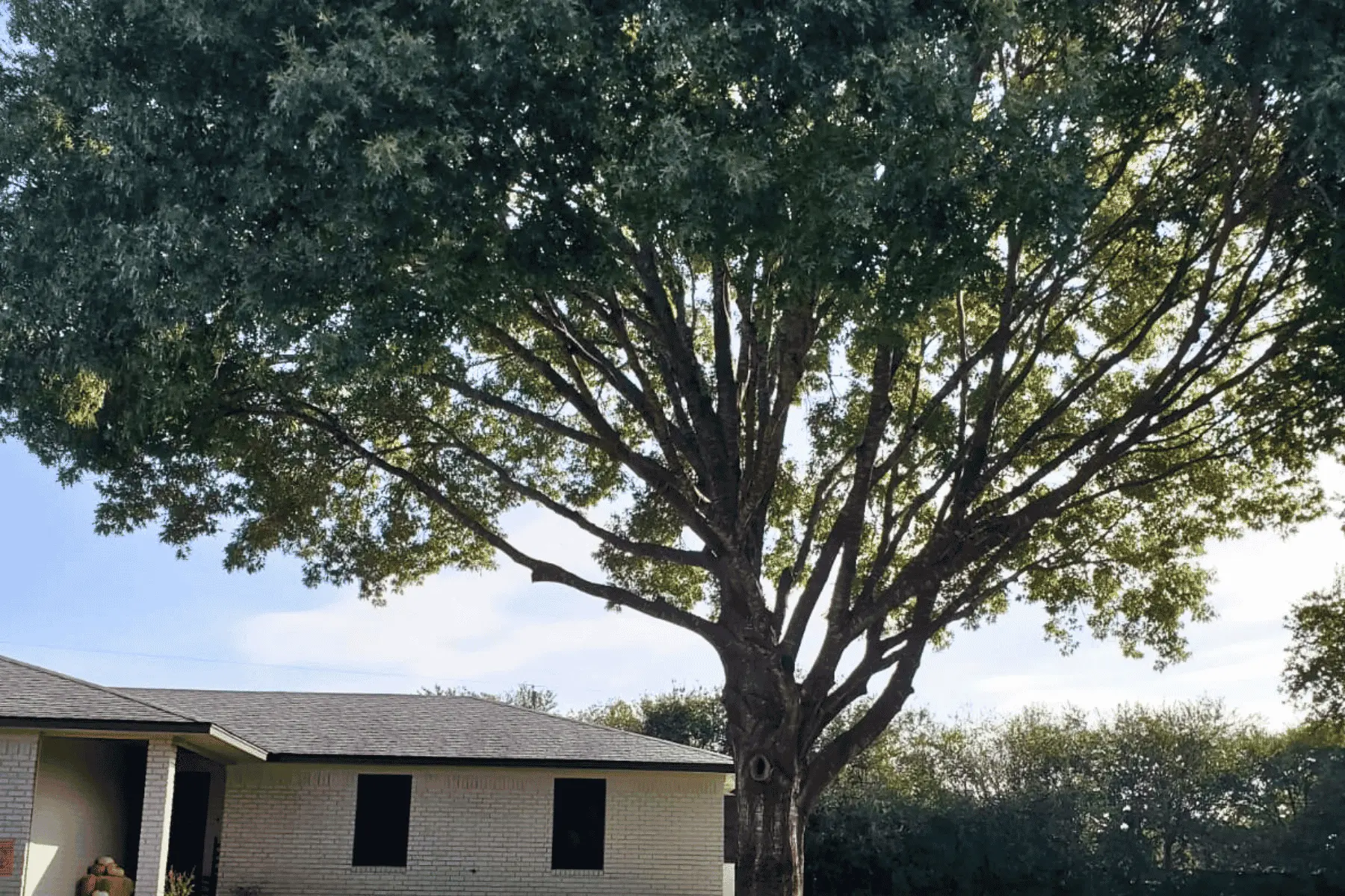 chuys tree services trimming after 3
