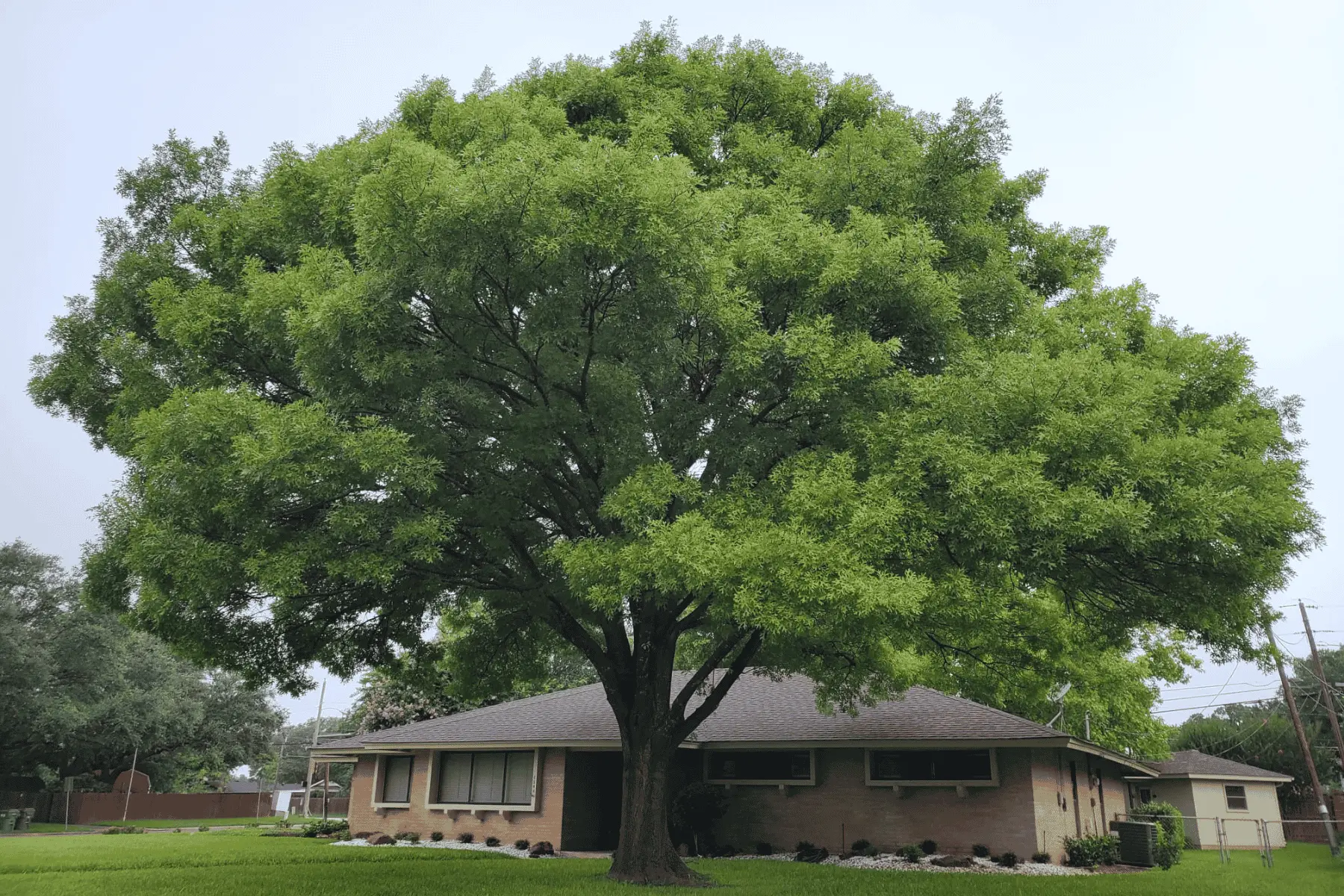 chuys tree services trimming after 1