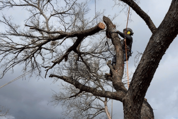 chuys-tree-removal-3