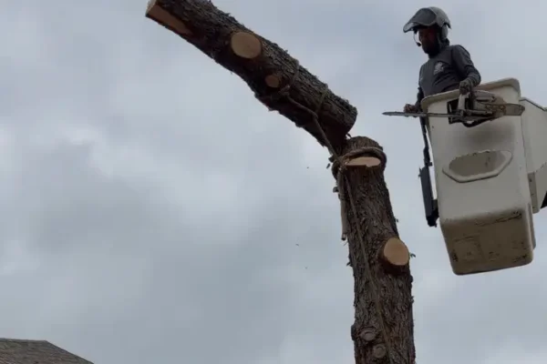 Chuy's Tree Removal