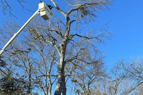 chuys trees services trimming 3