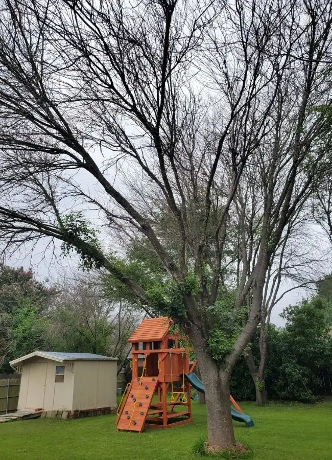 chuys tree service tree removal 3 before resized