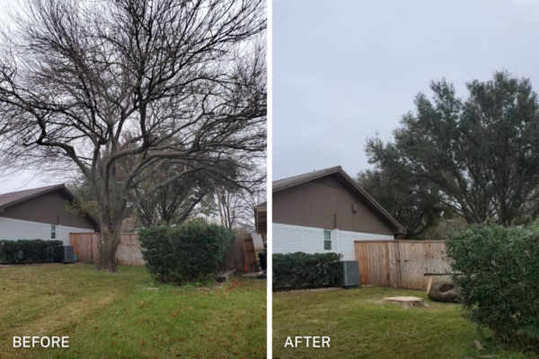 chuystreeservice tree removal before after 2