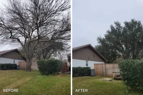 chuystreeservice tree removal before after 2
