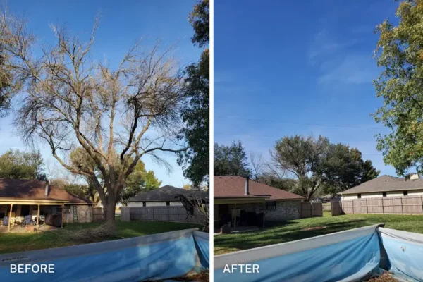 chuystreeservice tree removal before after 3