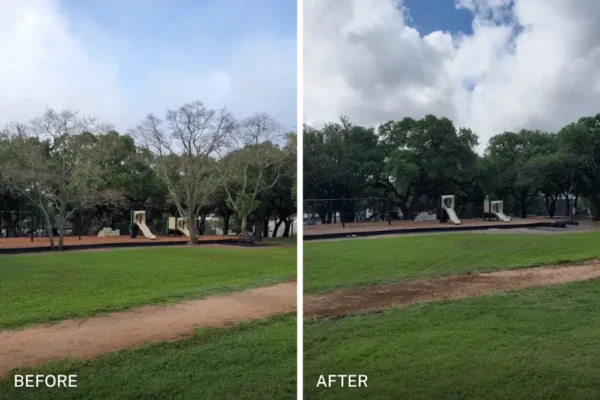 chuystreeservice tree removal before after 4