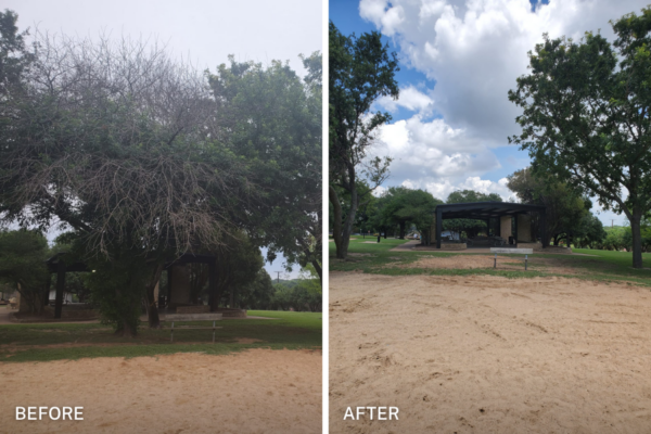 chuystreeservice tree removal before after 5