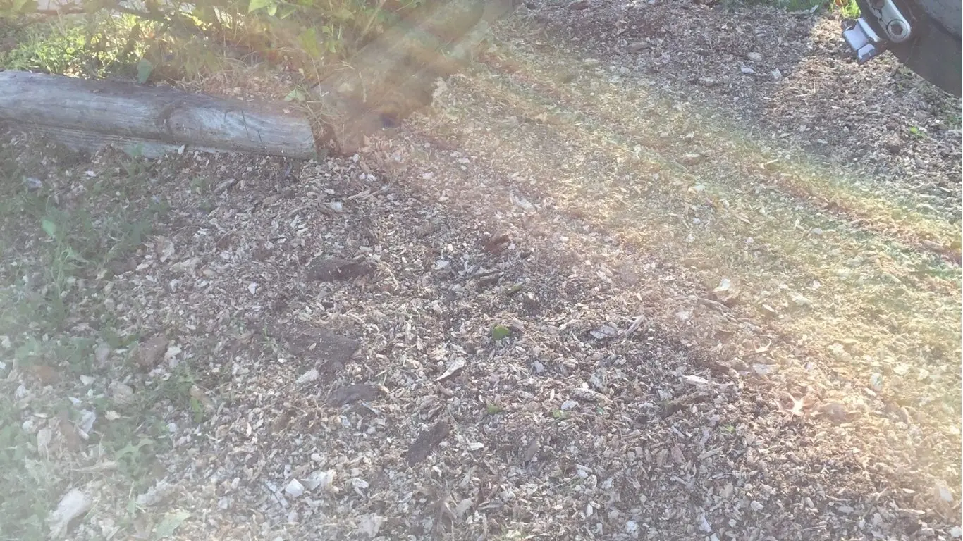 chuys tree services stump grinding after