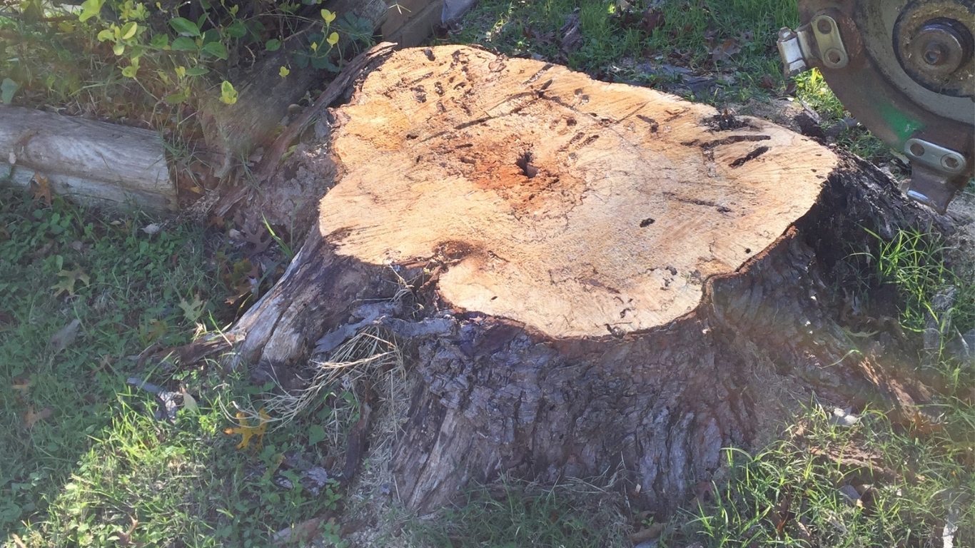chuystreeservices stump grinding before