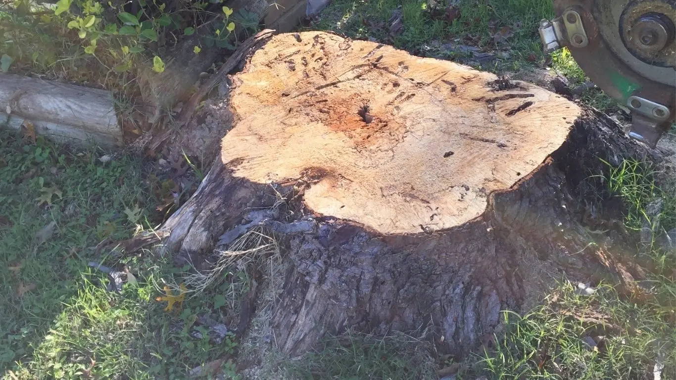 chuys tree services stump grinding before