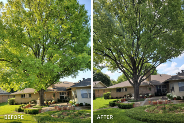 chuystreeservice tree trim before after 2