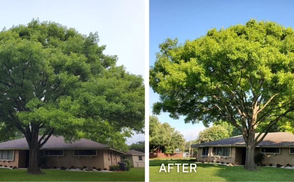 chuystreeservice tree trim before after 3